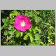 rosa rugosa.jpg